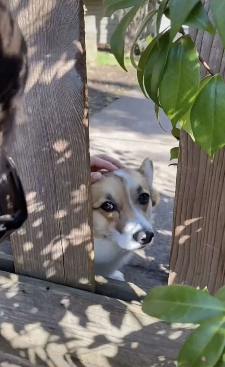 corgi