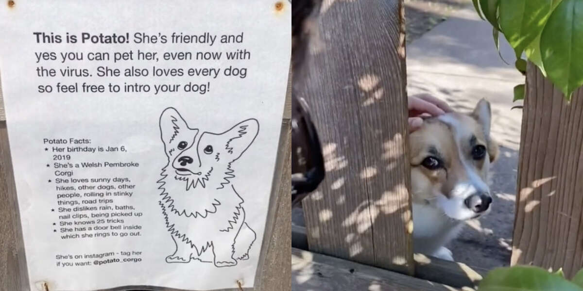 Dog Loves Greeting Neighbors So Her Family Put Up A Sign - The Dodo