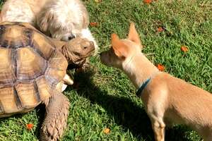 Woman Brings A New Puppy Home To Her Tortoise 