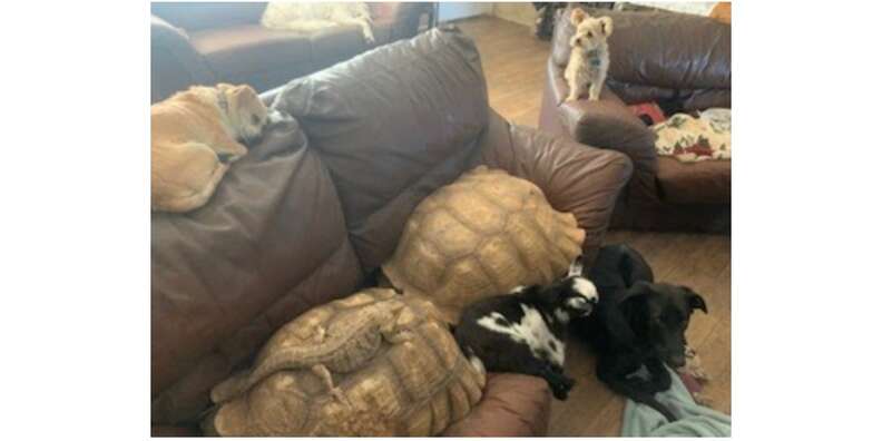 Animals huddled together on a couch