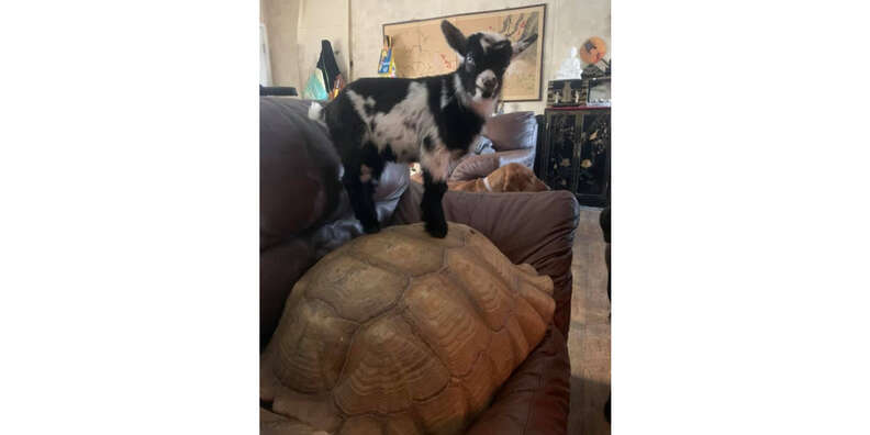 baby goat on top of turtle