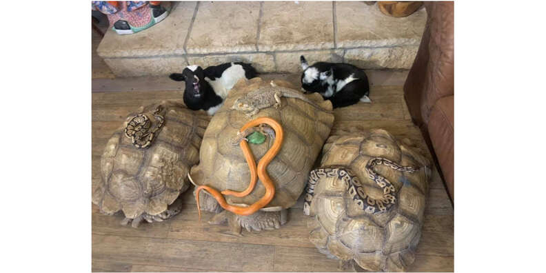 animals huddled together in front of fireplace