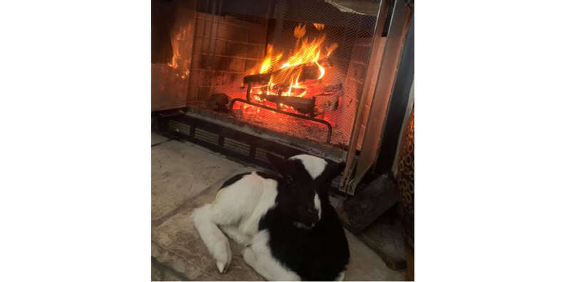 cow in front of a fire