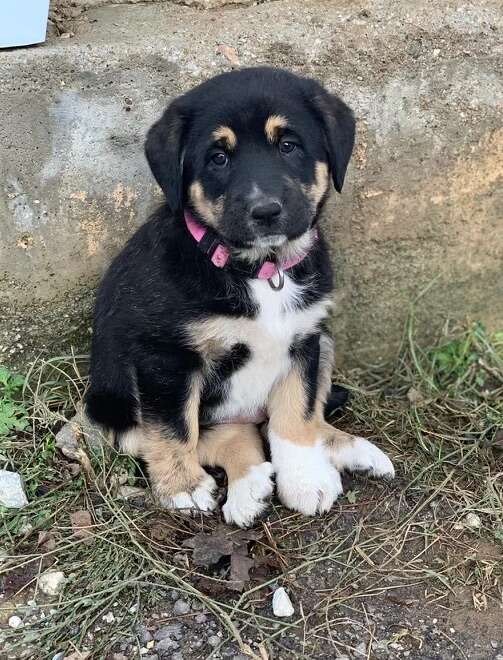 Army Sergeant rescues a puppy while on duty