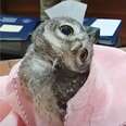 Adorable Baby Owl Falls From His Nest And Finds Himself In An Office