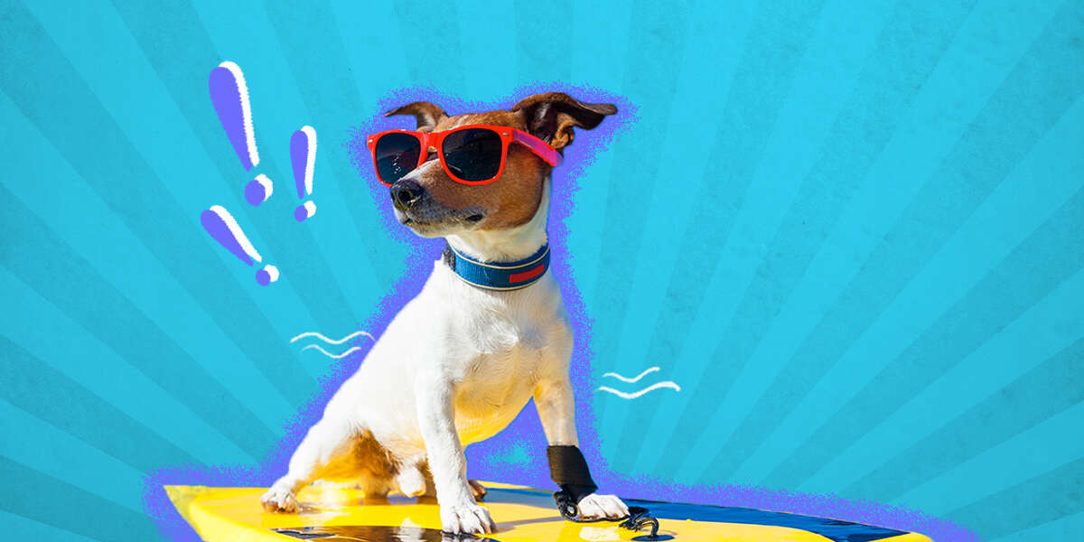 11 Fun Things to Do With Your Dog DodoWell The Dodo