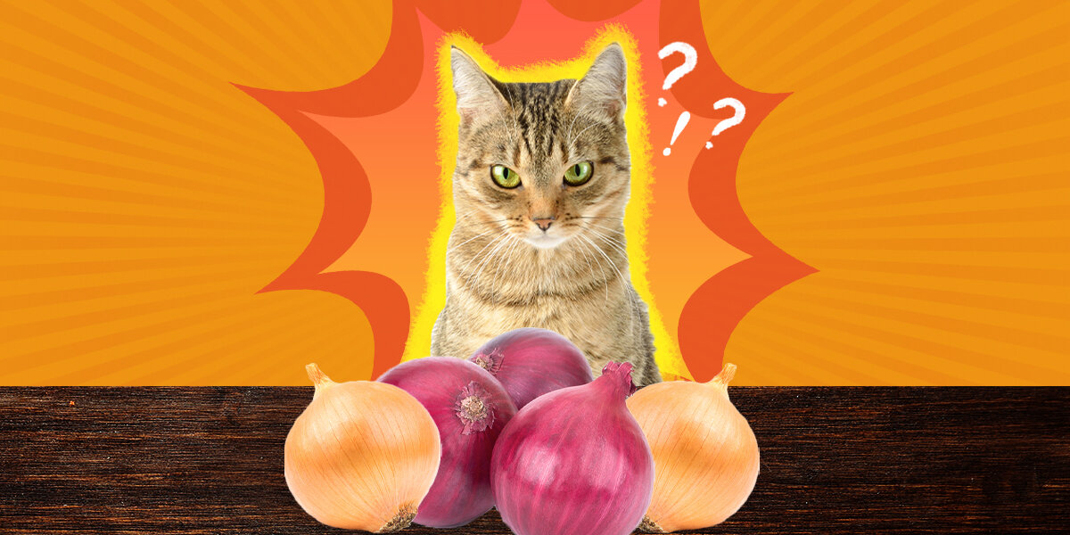 Onion cat 2025