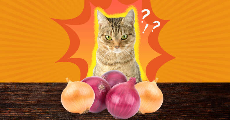 Do cats 2025 like onions