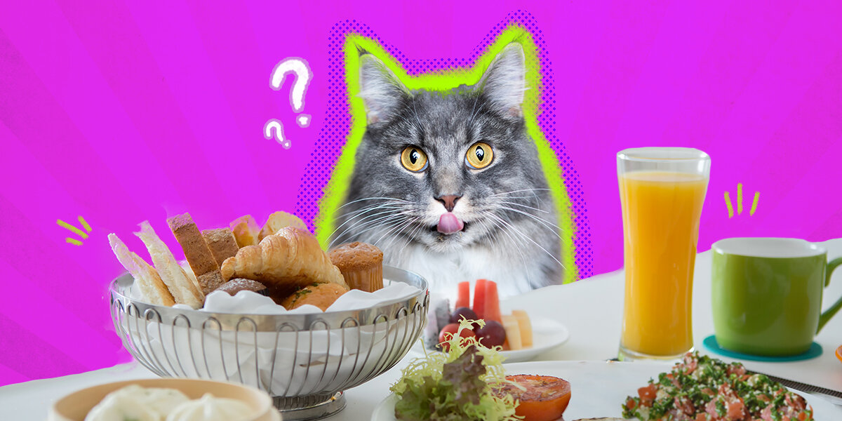 What Human Foods Can Cats Eat DodoWell The Dodo