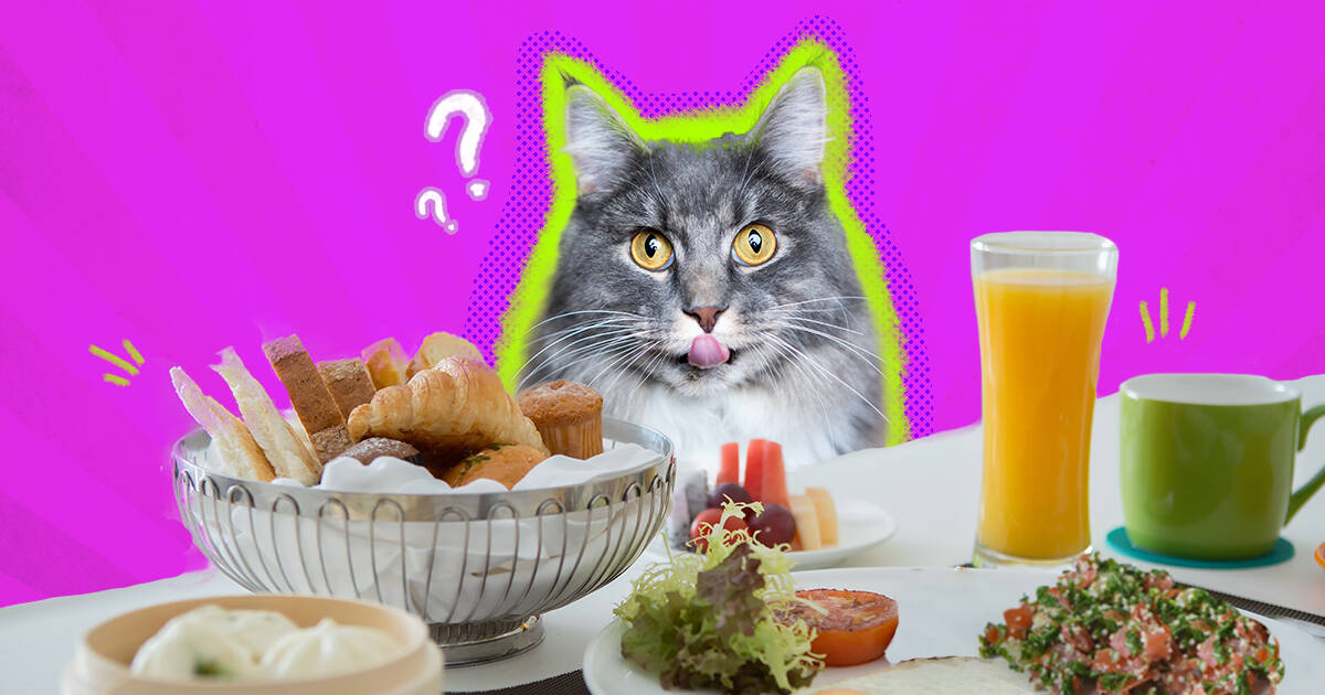 Is eating cat food bad for humans best sale