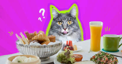 cat with human food