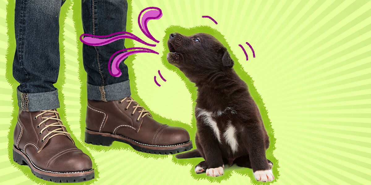 How To Stop a Puppy From Whining DodoWell The Dodo