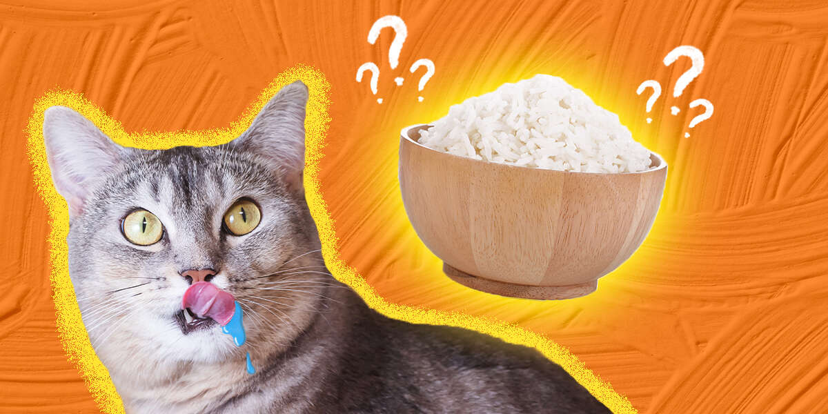 Can Cats Eat Rice? - Dodowell - The Dodo