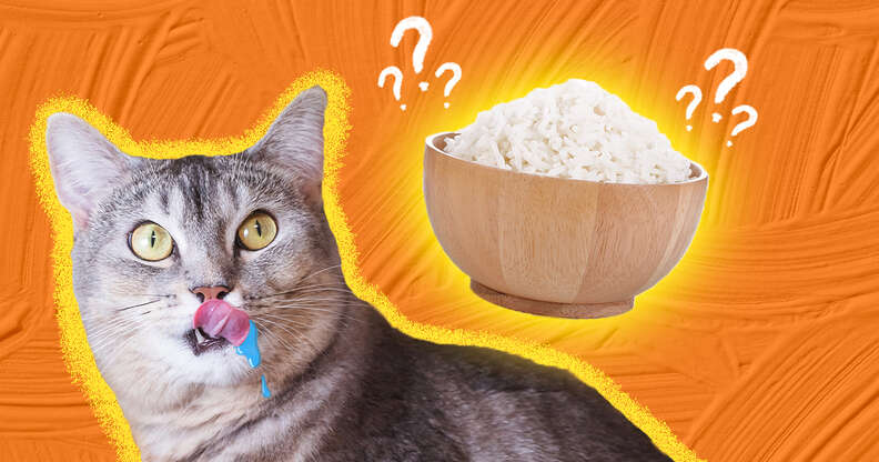 Dry rice cat#cat #eat #fyp #pet