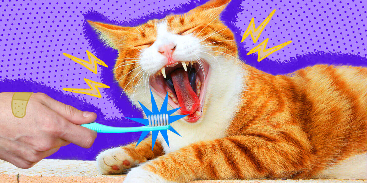 How To Brush A Cat's Teeth DodoWell The Dodo