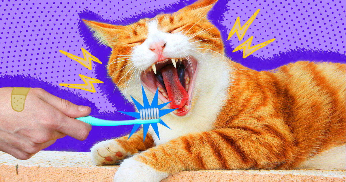 Brushing my 2024 cat's teeth