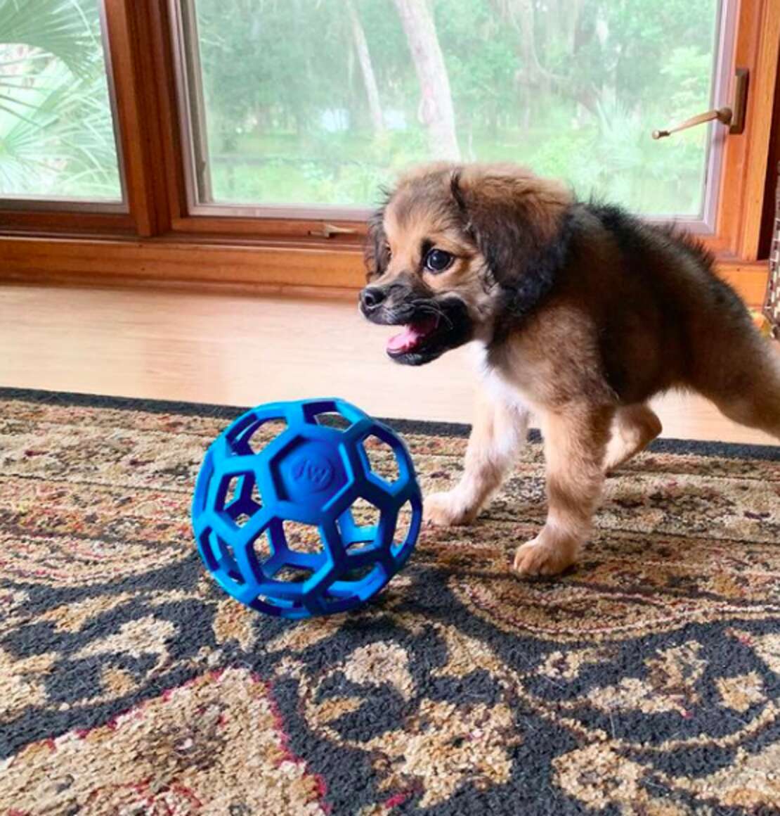 Dog born. Ребенок наполовину собака.