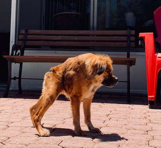 Tilly the Tibetain spaniel with short spine syndrome