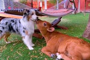 Dog And Baby Cow Snuggle And Chase Each Other Around