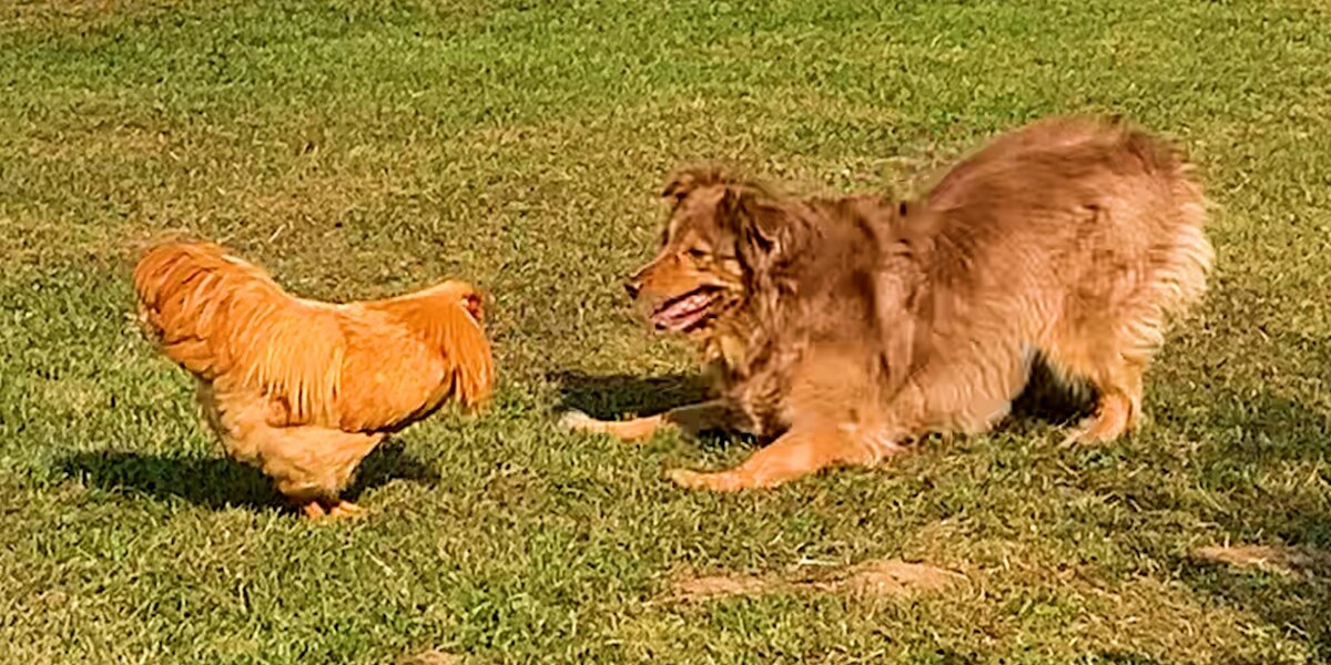 Rooster Riding Dog Rooster Loves Chasing This Big Dog - Videos - The Dodo