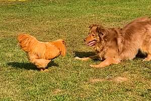 Rooster Loves Chasing This Big Dog