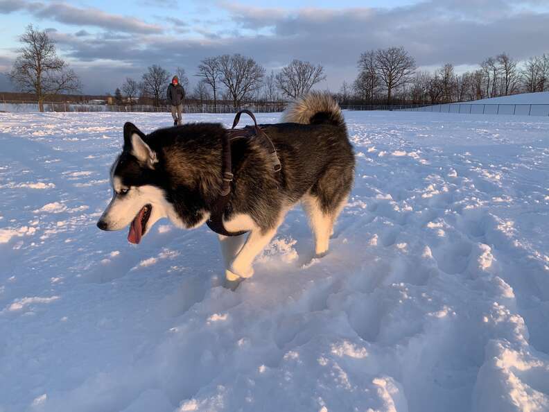 husky snow