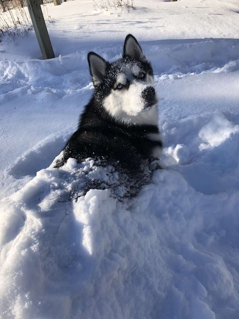 anyone elses husky sleep all the time