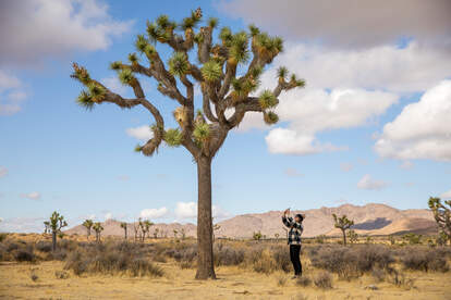 Joshua Tree National Park