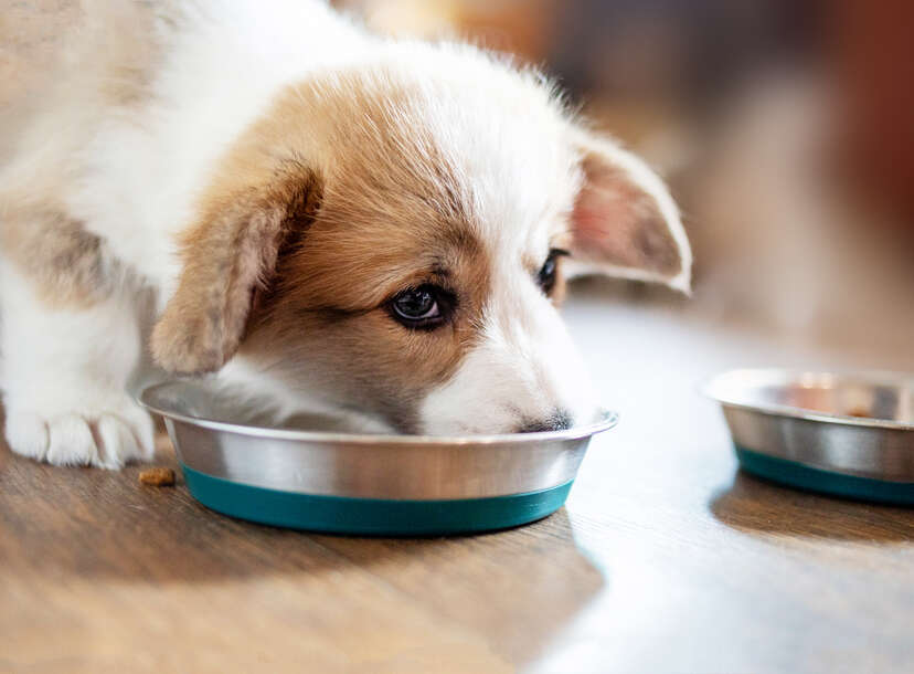 Dog Food Company Expands Recall Amid Salmonella and Listeria