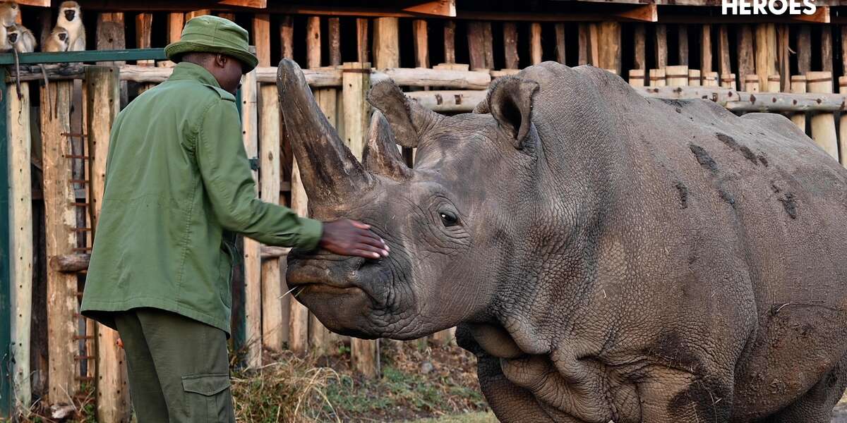 Guy Takes Care Of Our Last 2 Northern White Rhinos - Videos - The Dodo