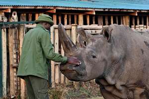 Guy Takes Care Of Our Last 2 Northern White Rhinos