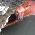 Dog Stuck Deep In Well Waits For Help To Arrive