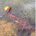 Dog Looks On Helplessly As An Octopus Steals Her Favorite Tennis Ball