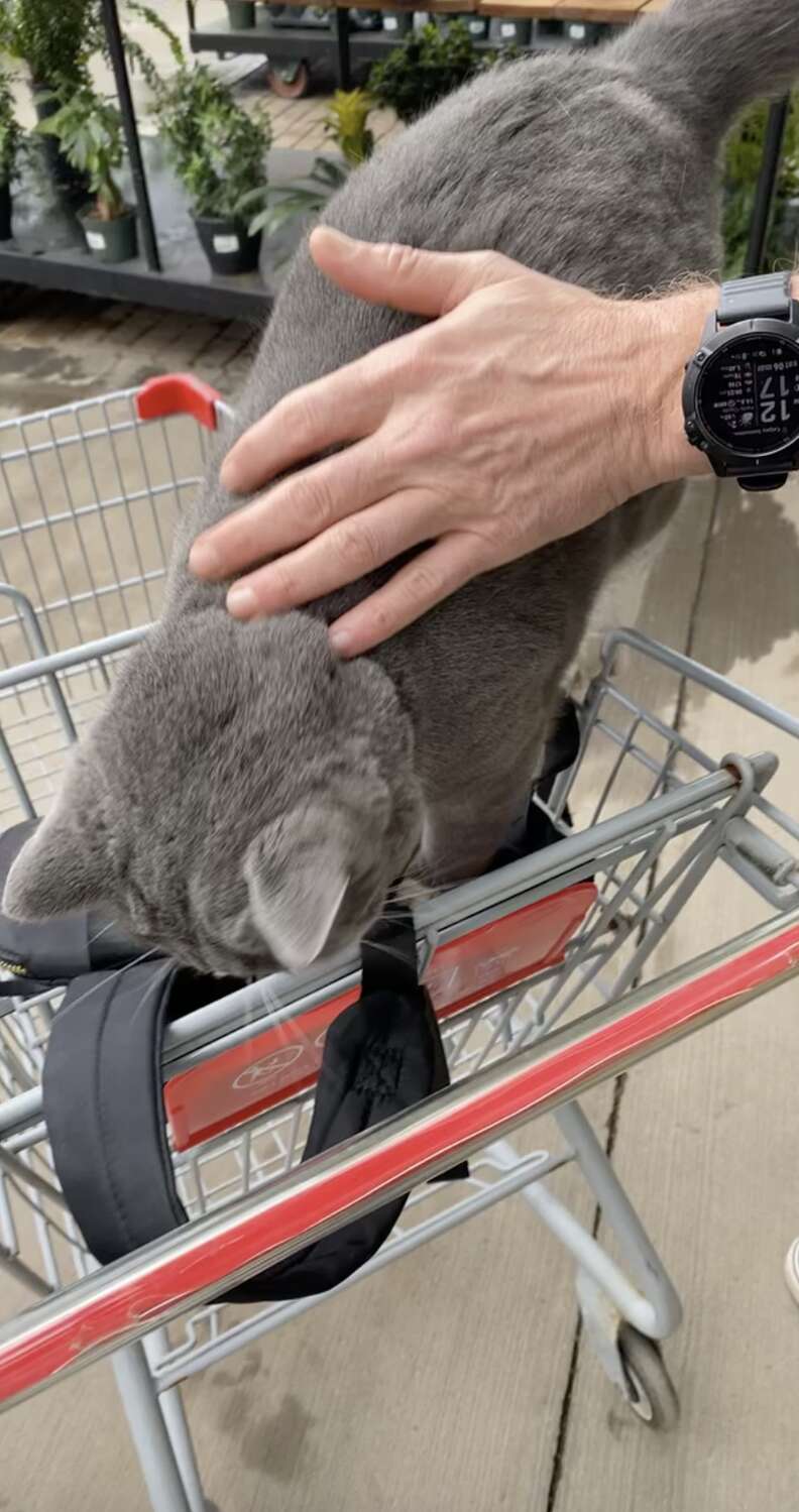 cat in cart