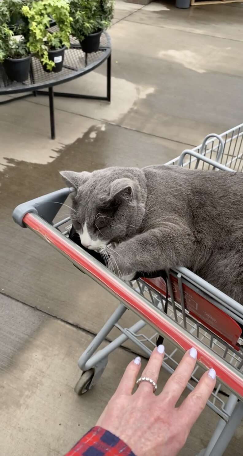 cat in cart