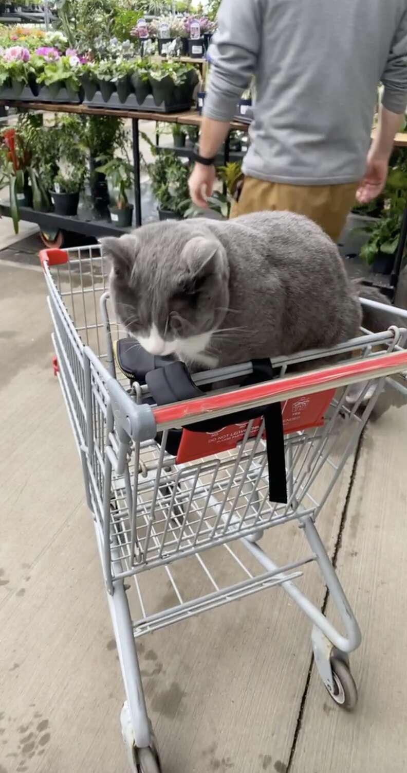 cat in cart