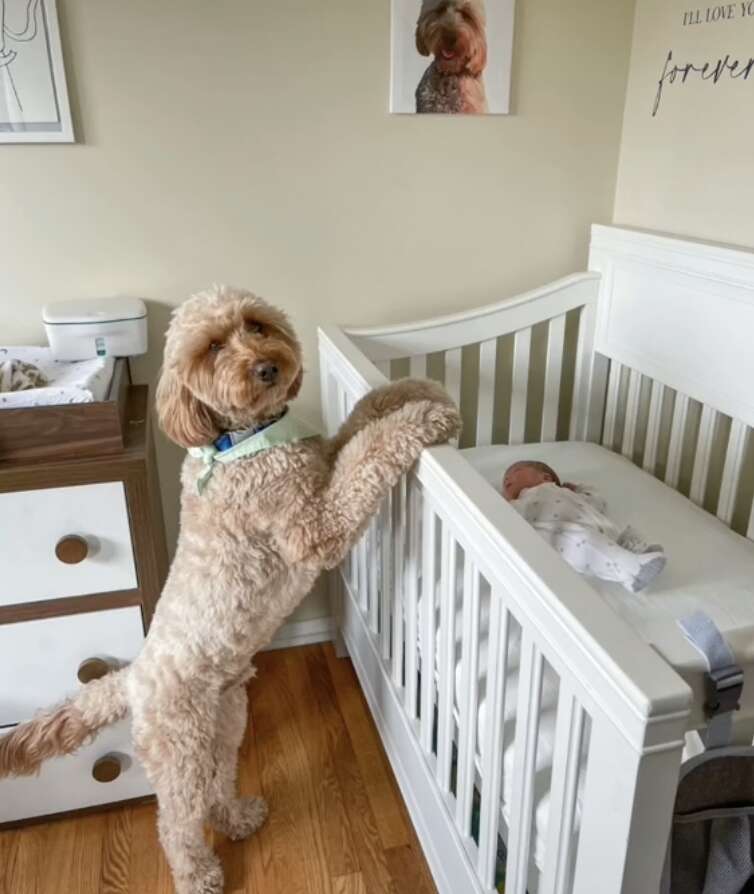 dog and baby