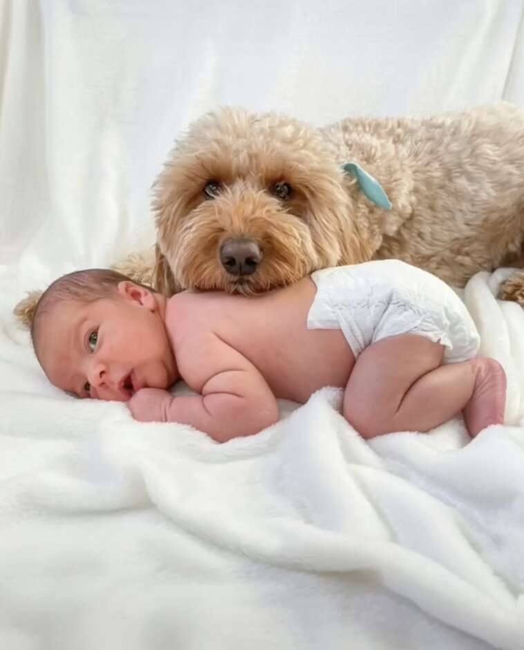 dog and baby