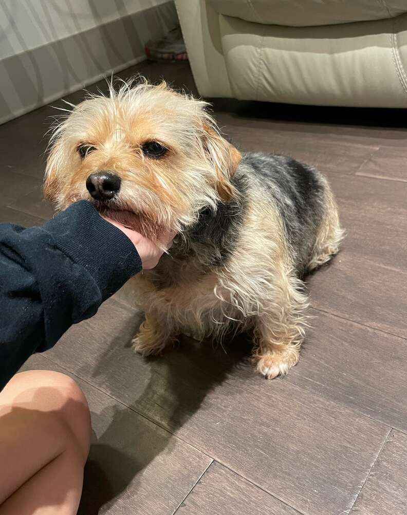 Dog gets a bad haircut