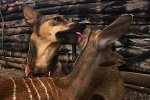Rescue Dog Covers Baby Antelope With Kisses
