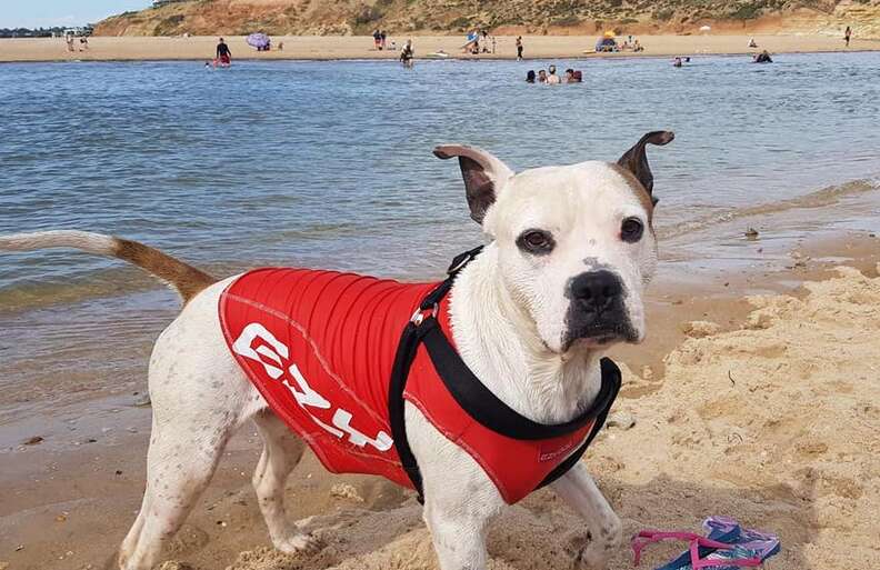 Hero dog saves drowning boy