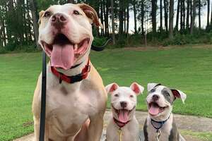 65-Pound Pit Bull Is The 'Fun Uncle' For Tiny Foster Puppies