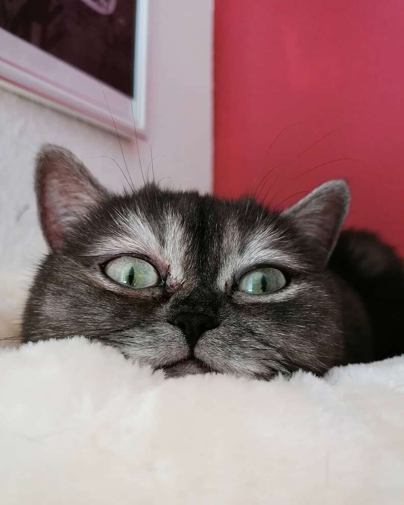 Ohio shelter cat becomes famous for his resting cranky face