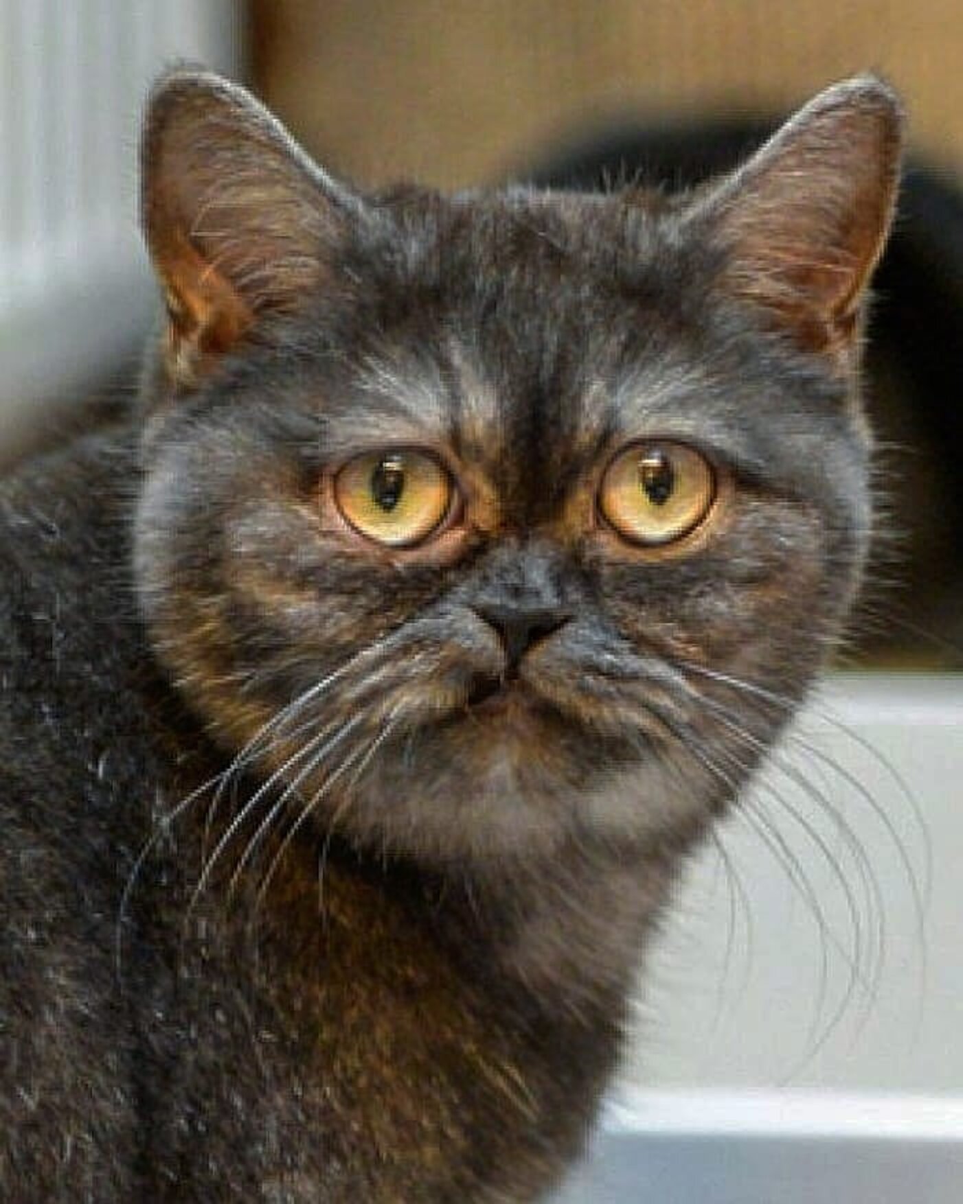 Grumpy Dodo Cat Gets Constantly Ignored At The Shelter Because Of Her Grumpy Face ...