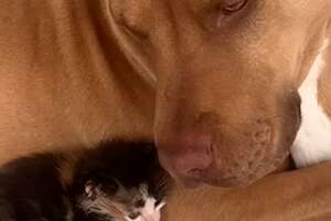 Foster Dog Gives Birth In Middle Of Texas Snowstorms