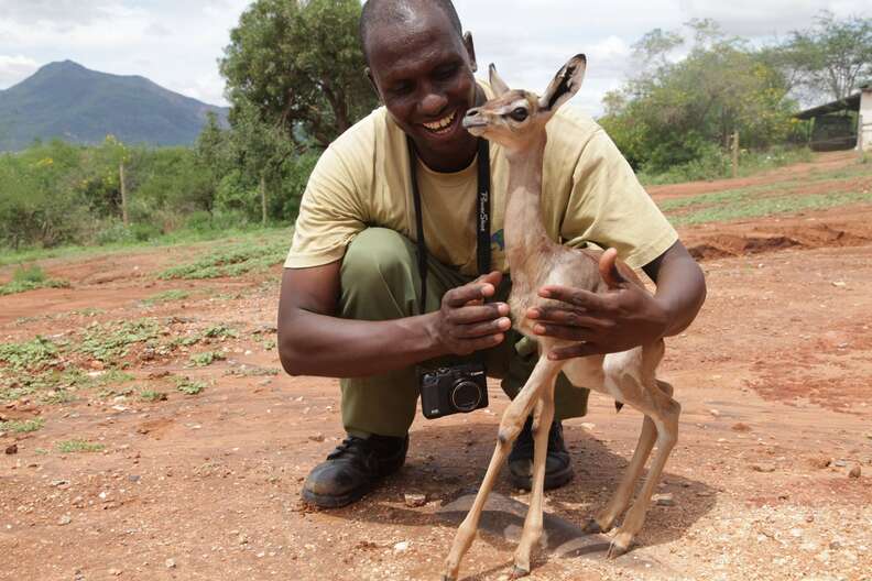 A baby Gerenuk with his caretaker