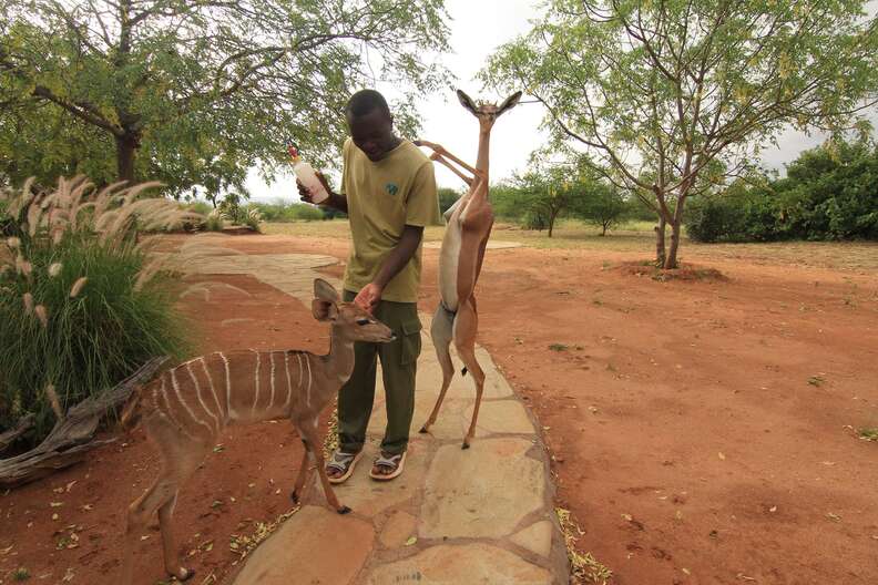 A gerenuk standing on his hind legs