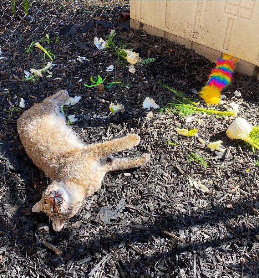 bobcat