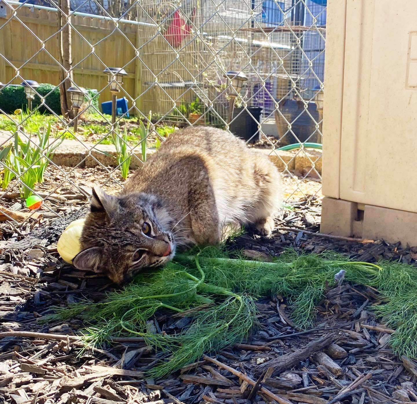 bobcat