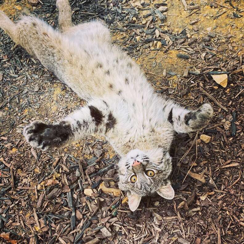 bobcat